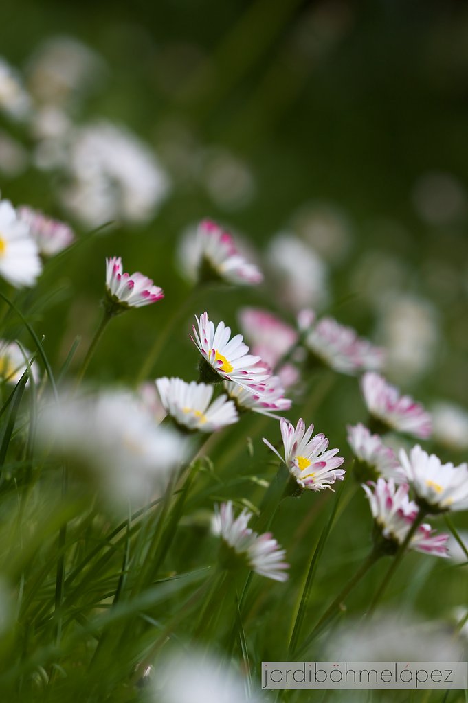 Punk-Gänseblümchen